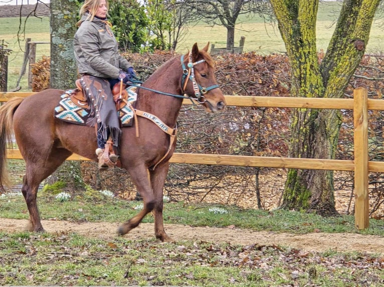 Quarab Caballo castrado 4 años 155 cm Alazán in Linkenbach