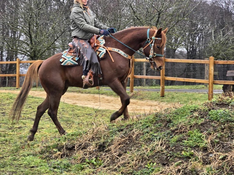 Quarab Caballo castrado 4 años 155 cm Alazán in Linkenbach