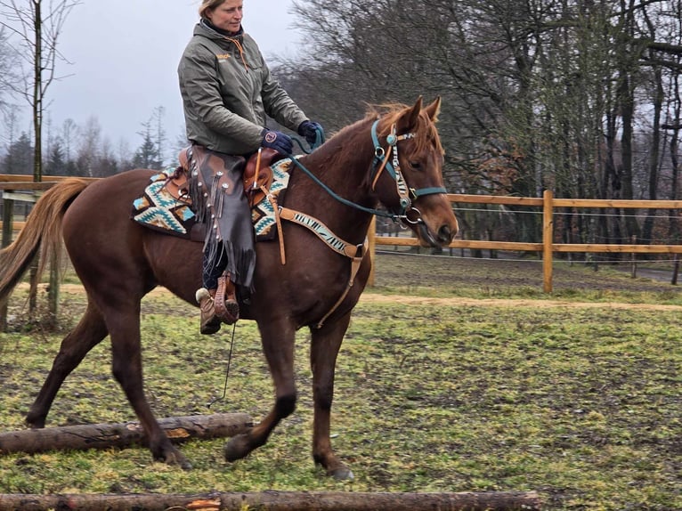 Quarab Caballo castrado 4 años 155 cm Alazán in Linkenbach