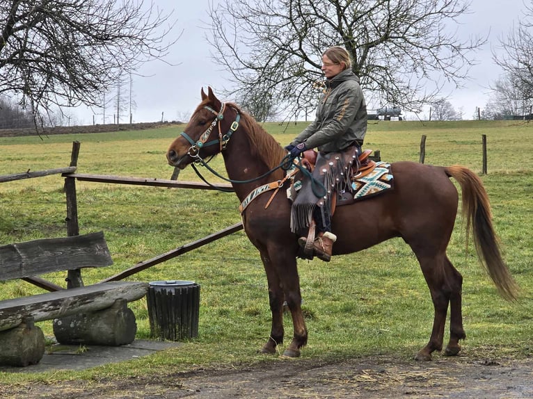 Quarab Caballo castrado 4 años 155 cm Alazán in Linkenbach