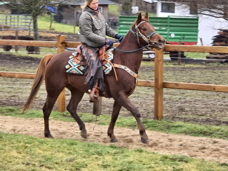 Quarab Caballo castrado 4 años 155 cm Alazán in Linkenbach