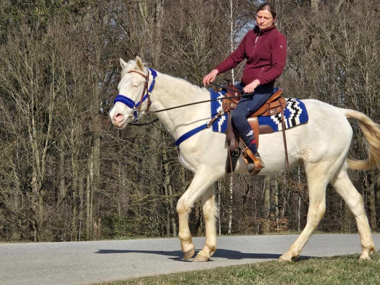 Quarab Mestizo Caballo castrado 4 años 155 cm Cremello in Linkenbach