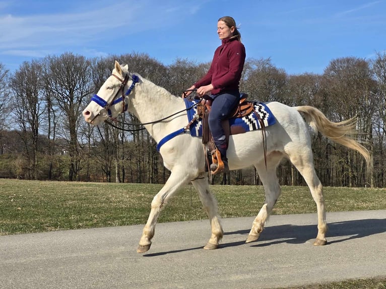 Quarab Mestizo Caballo castrado 4 años 155 cm Cremello in Linkenbach