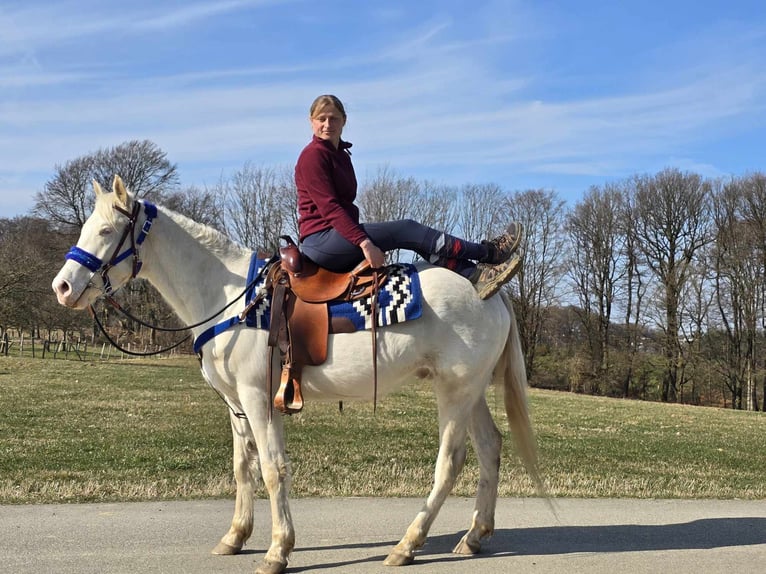 Quarab Mestizo Caballo castrado 4 años 155 cm Cremello in Linkenbach