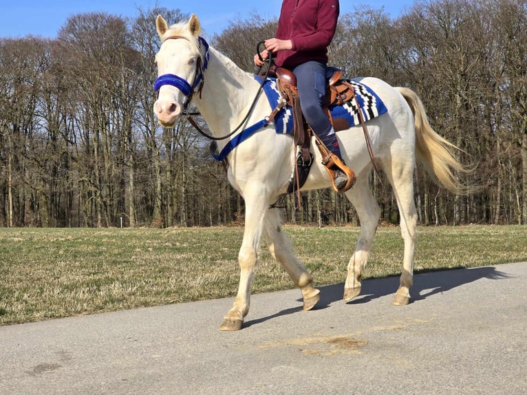 Quarab Mestizo Caballo castrado 4 años 155 cm Cremello in Linkenbach