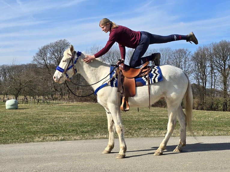 Quarab Mestizo Caballo castrado 4 años 155 cm Cremello in Linkenbach