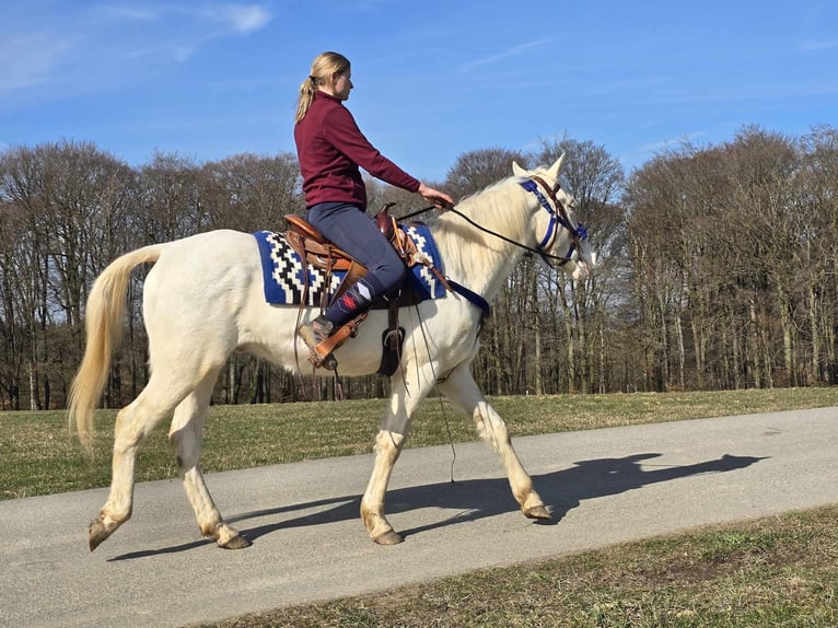 Quarab Mestizo Caballo castrado 4 años 155 cm Cremello in Linkenbach