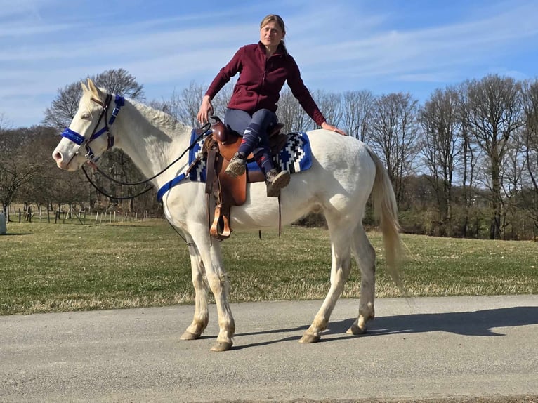 Quarab Mestizo Caballo castrado 4 años 155 cm Cremello in Linkenbach