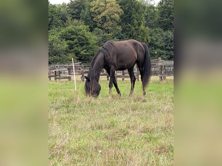 Quarab Caballo castrado 4 años 155 cm Negro in Essen