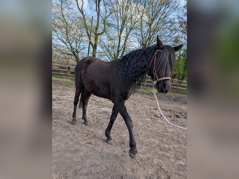 Quarab Caballo castrado 4 años 160 cm Negro in Essen