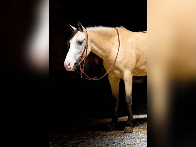 Quarab Caballo castrado 5 años 132 cm Buckskin/Bayo in Mt Hope Al