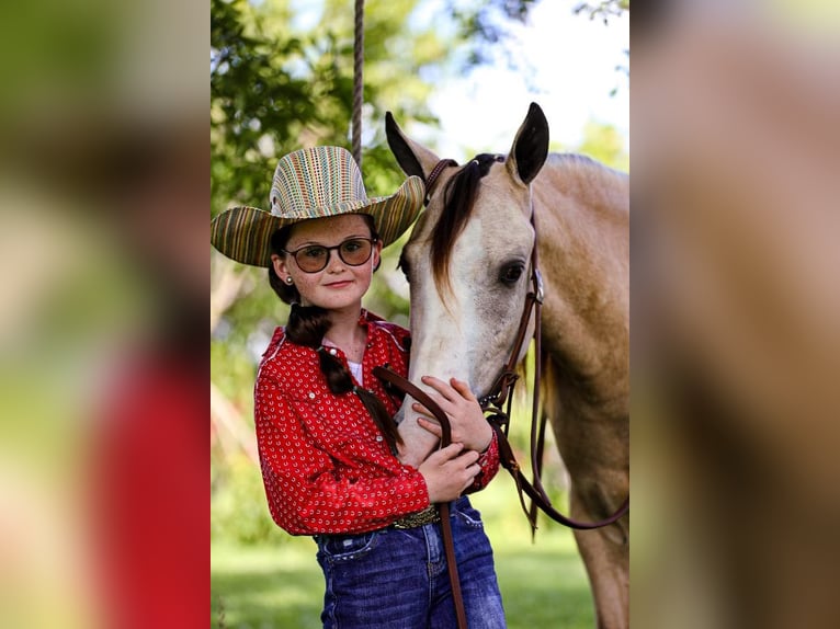 Quarab Caballo castrado 5 años 132 cm Buckskin/Bayo in Mt Hope Al