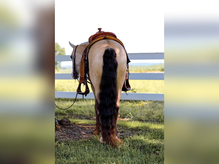 Quarab Caballo castrado 5 años 132 cm Buckskin/Bayo in Mt Hope Al