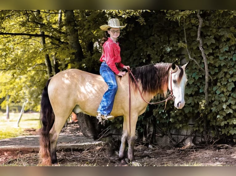 Quarab Caballo castrado 5 años 132 cm Buckskin/Bayo in Mt Hope Al