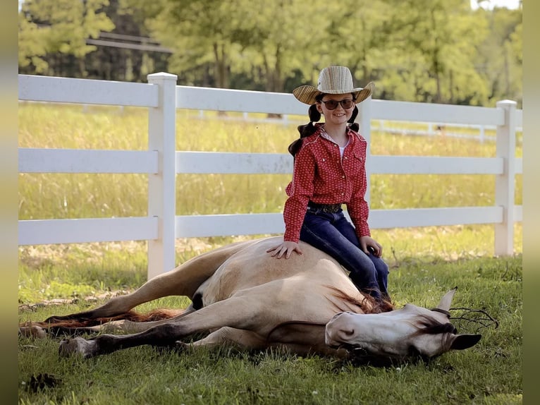 Quarab Caballo castrado 5 años 132 cm Buckskin/Bayo in Mt Hope Al