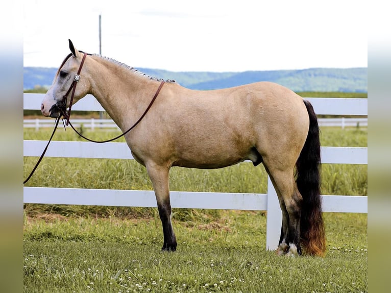 Quarab Caballo castrado 5 años 132 cm Buckskin/Bayo in Mt Hope Al