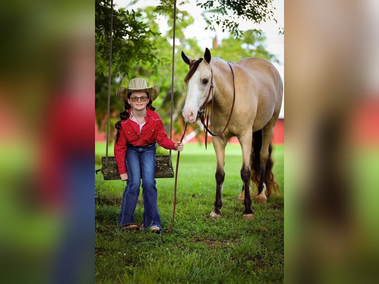 Quarab Caballo castrado 5 años 132 cm Buckskin/Bayo in Mt Hope Al