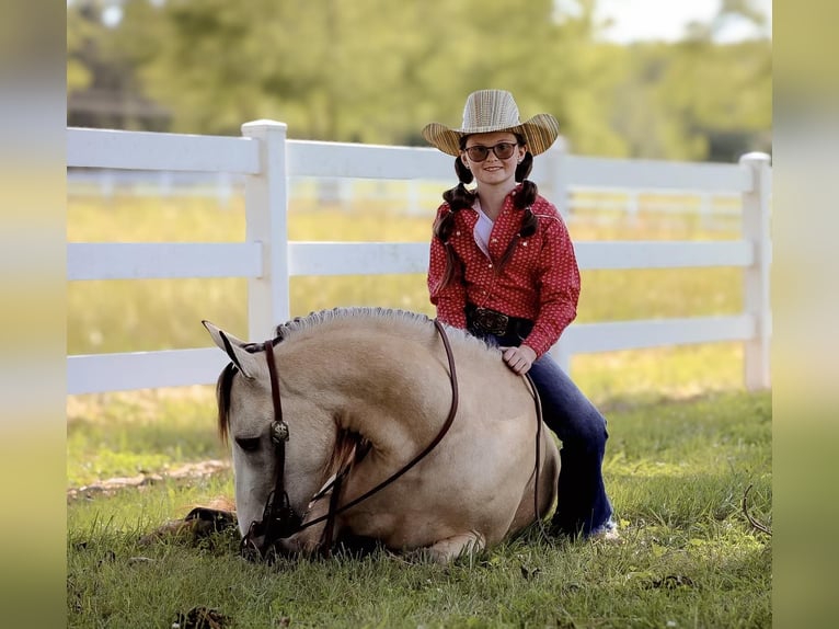 Quarab Caballo castrado 5 años 132 cm Buckskin/Bayo in Mt Hope Al