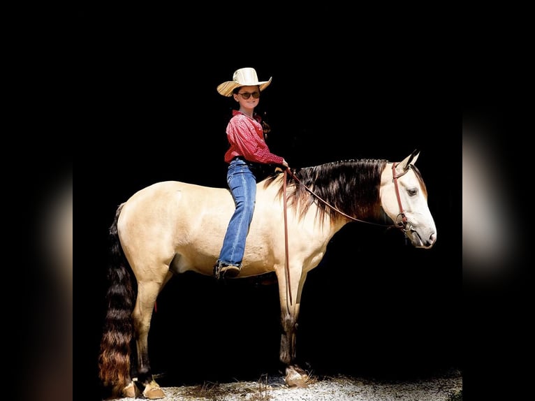 Quarab Caballo castrado 6 años 132 cm Buckskin/Bayo in Mt Hope Al