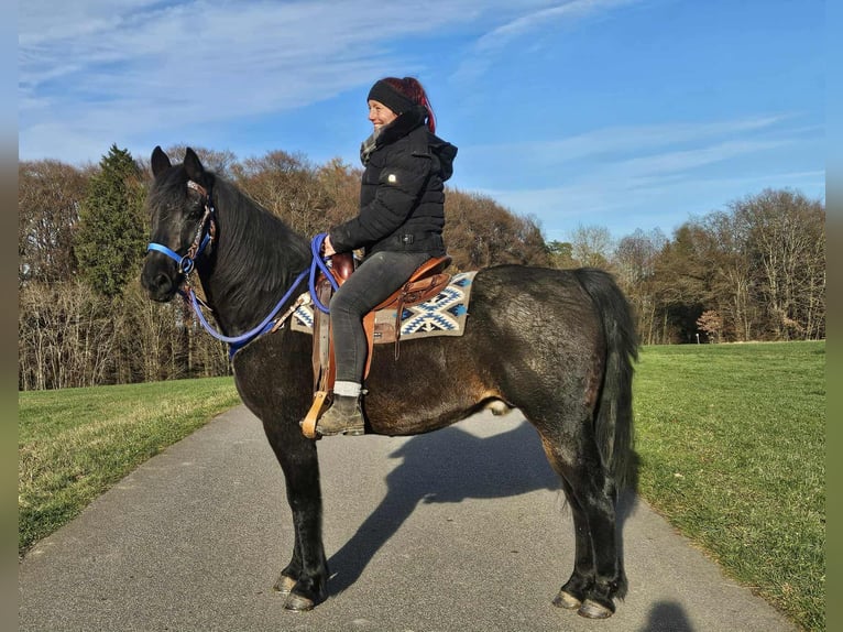 Quarab Caballo castrado 6 años 155 cm Castaño oscuro in Linkenbach