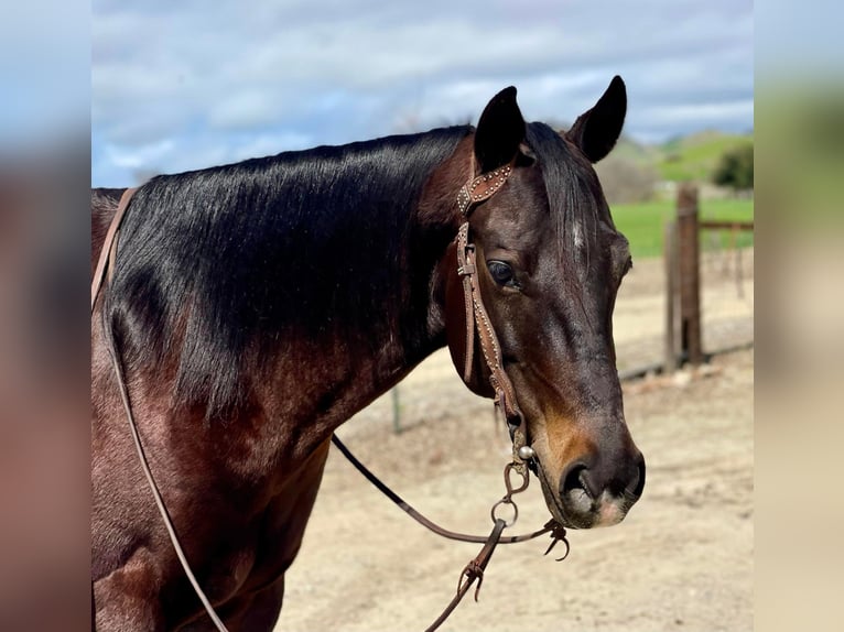 Quarab Caballo castrado 8 años Castaño rojizo in Paicines CA