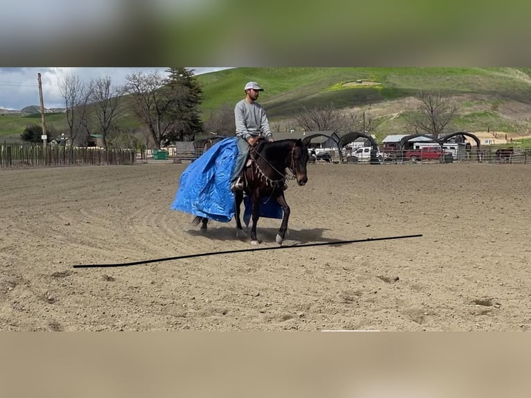 Quarab Caballo castrado 8 años Castaño rojizo in Paicines CA