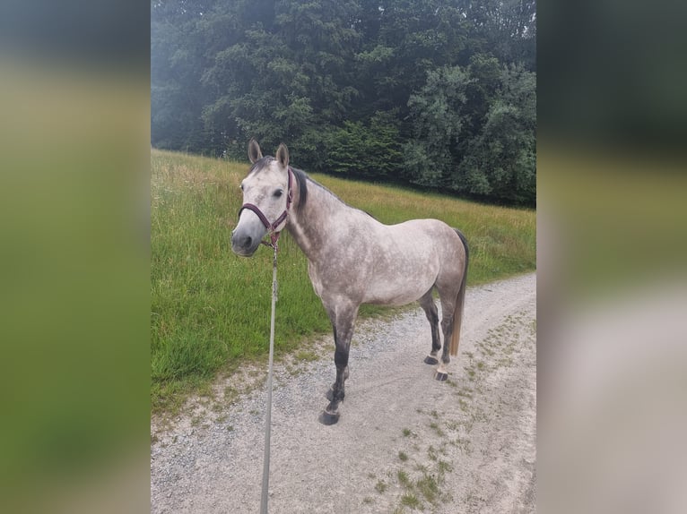 Quarab Caballo castrado 9 años 154 cm Musgo in Auerbach