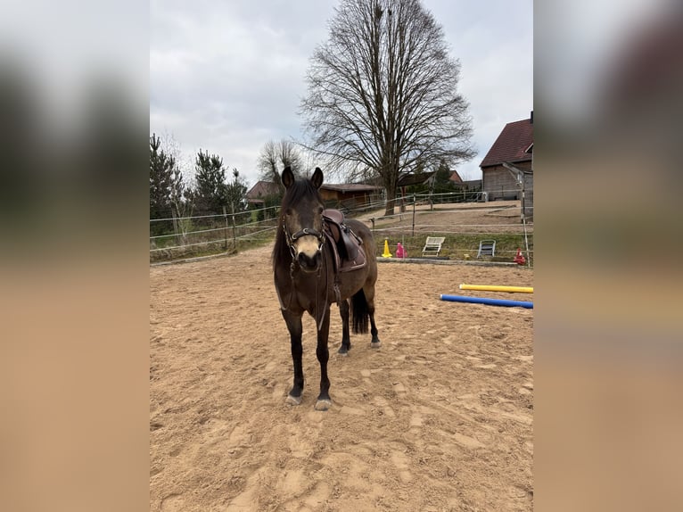 Quarab Castrone 13 Anni 145 cm Pelle di daino in Adelmannsfelden