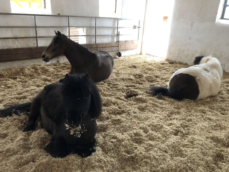 Quarab Castrone 13 Anni 145 cm Pelle di daino in Adelmannsfelden