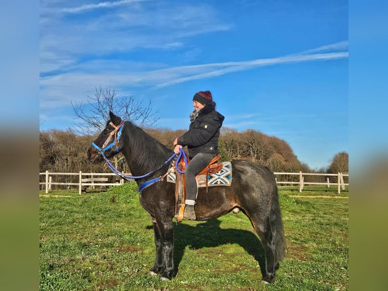 Quarab Mix Castrone 13 Anni 155 cm Baio scuro in Linkenbach