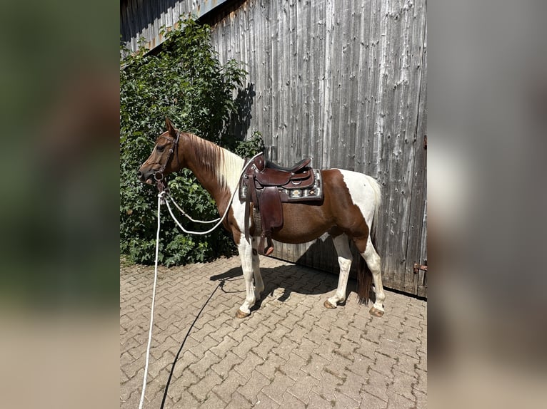 Quarab Castrone 15 Anni 152 cm Pezzato in Rosenfeld