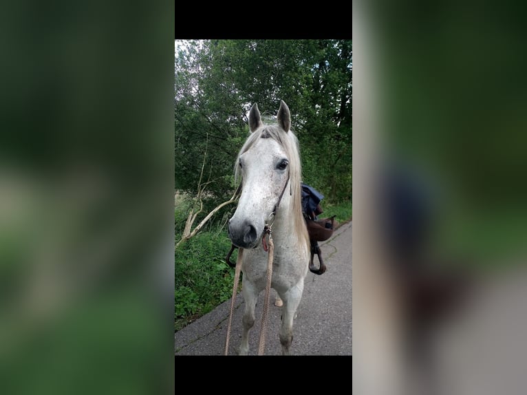 Quarab Castrone 18 Anni 157 cm Grigio trotinato in Bark
