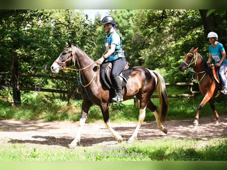 Quarab Castrone 4 Anni 148 cm Pezzato in Kehl