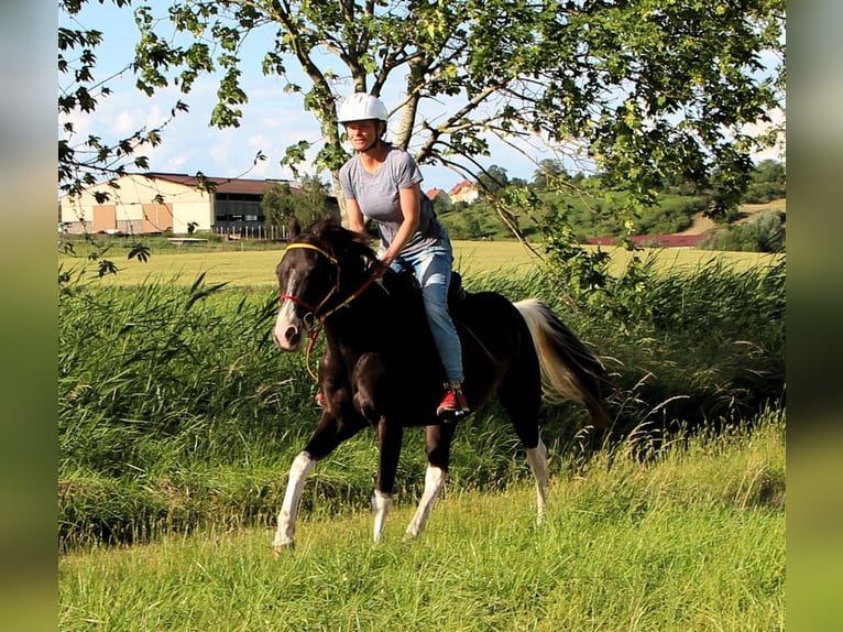 Quarab Castrone 4 Anni 148 cm Pezzato in Kehl