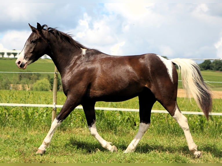 Quarab Castrone 4 Anni 148 cm Pezzato in Kehl