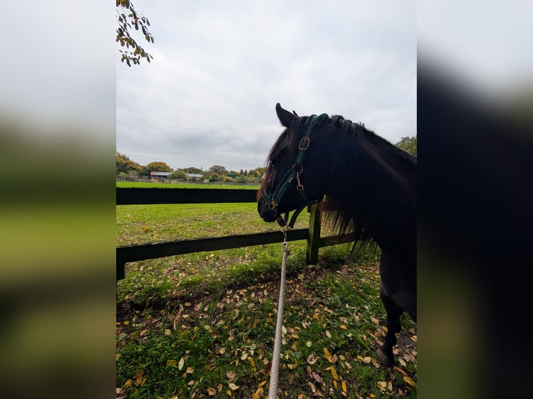 Quarab Castrone 4 Anni 155 cm Morello in Essen