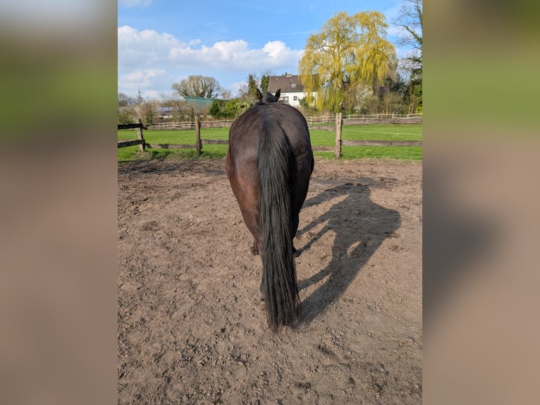 Quarab Castrone 4 Anni 160 cm Morello in Essen