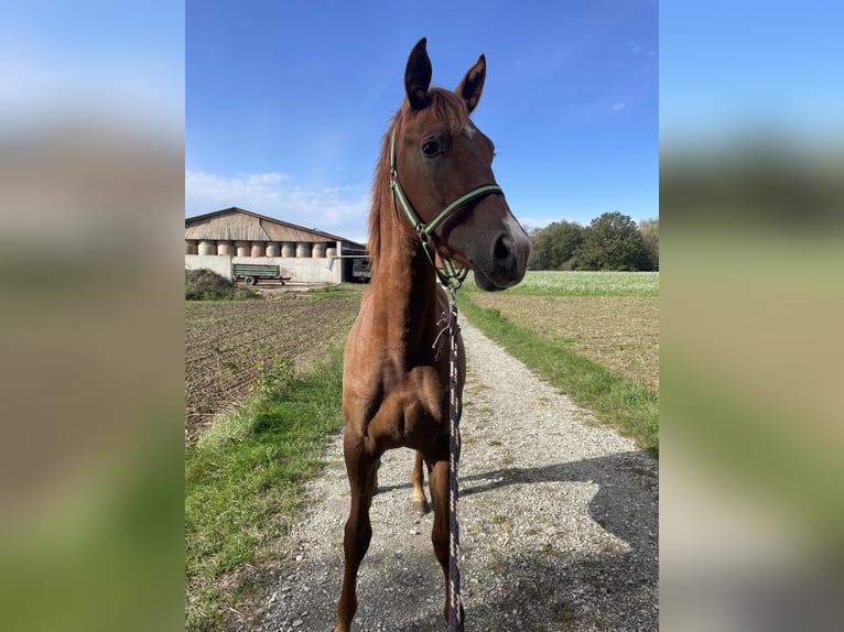 Quarab Croisé Étalon 1 Année 155 cm Alezan in Drosendorf