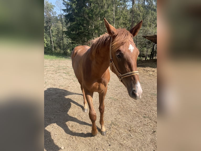 Quarab Croisé Étalon 1 Année 155 cm Alezan in Drosendorf