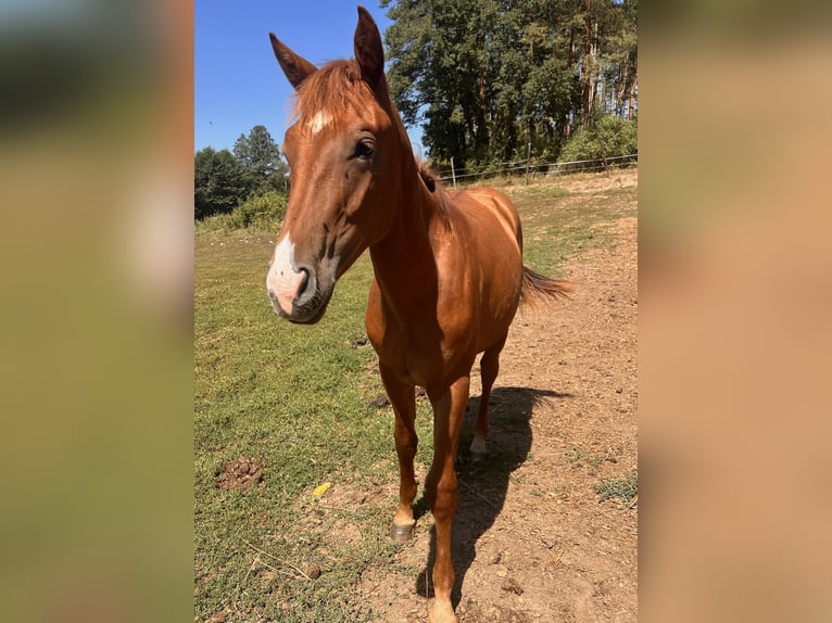 Quarab Croisé Étalon 1 Année 155 cm Alezan in Drosendorf