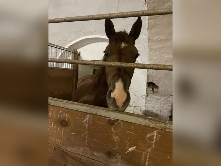 Quarab Croisé Étalon 1 Année 155 cm Alezan in Drosendorf