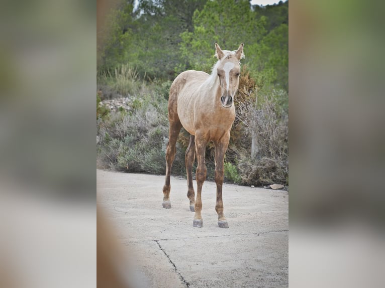 Quarab Croisé Étalon 1 Année 159 cm Palomino in Alcoi/Alcoy