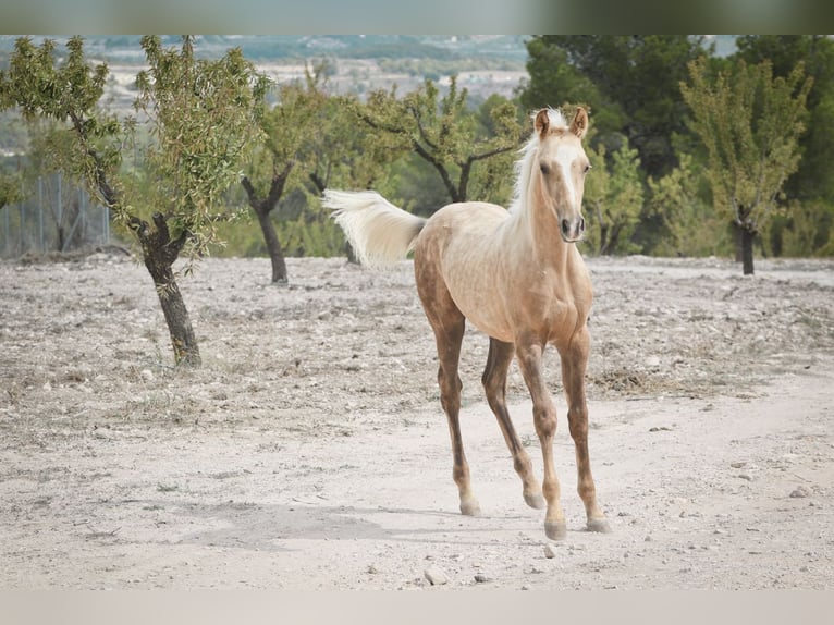 Quarab Croisé Étalon 1 Année 159 cm Palomino in Alcoi/Alcoy