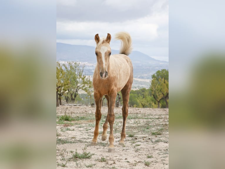 Quarab Croisé Étalon 1 Année 159 cm Palomino in Alcoi/Alcoy