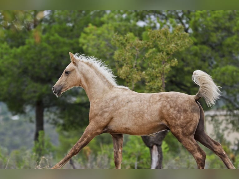 Quarab Croisé Étalon 1 Année 159 cm Palomino in Alcoi/Alcoy