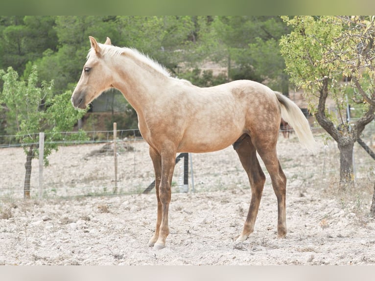 Quarab Croisé Étalon 1 Année 159 cm Palomino in Alcoi/Alcoy