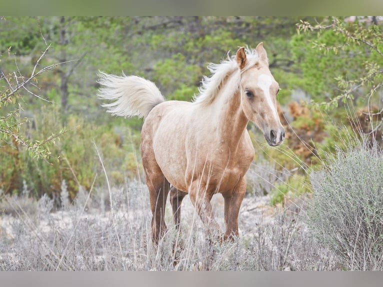 Quarab Croisé Étalon 1 Année 159 cm Palomino in Alcoi/Alcoy