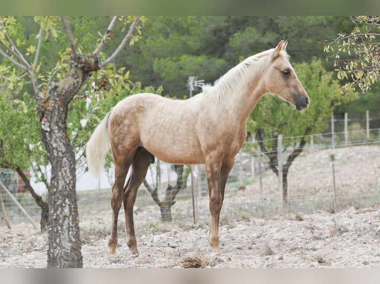 Quarab Croisé Étalon 1 Année 159 cm Palomino in Alcoi/Alcoy