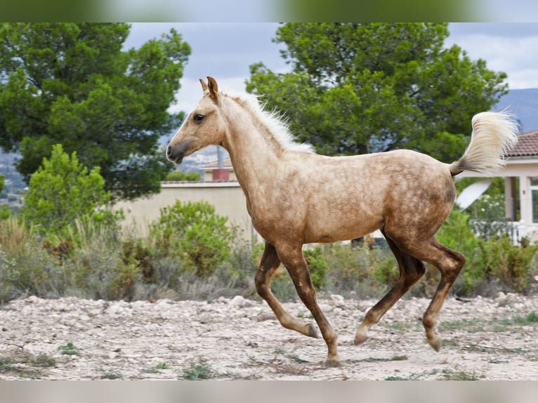 Quarab Croisé Étalon 1 Année 159 cm Palomino in Alcoi/Alcoy