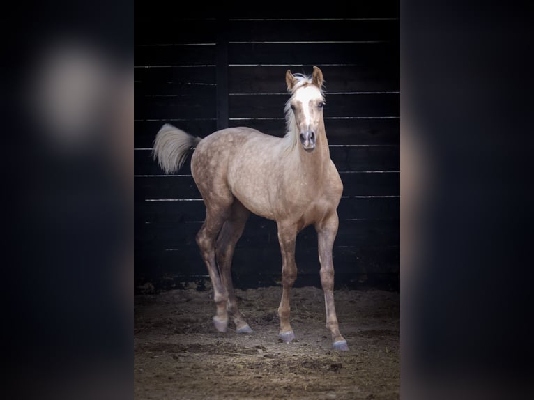 Quarab Croisé Étalon 1 Année 159 cm Palomino in Alcoi/Alcoy